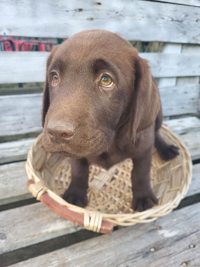 De L'Etang De Montereau - Chiot disponible  - Labrador Retriever