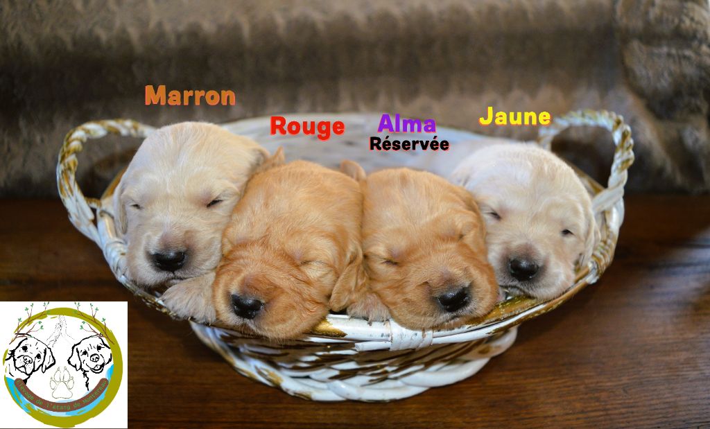 De L'Etang De Montereau - Chiots disponibles - Golden Retriever