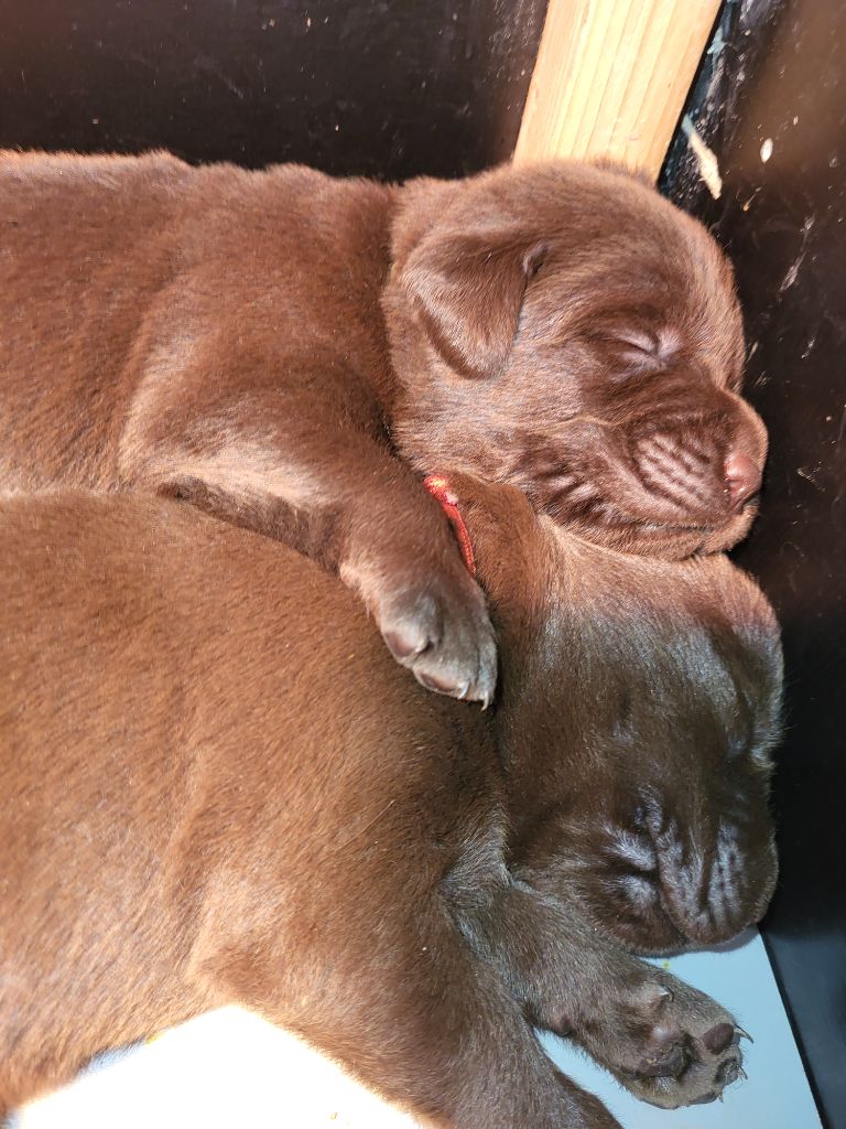 Chiot Labrador Retriever De L'Etang De Montereau