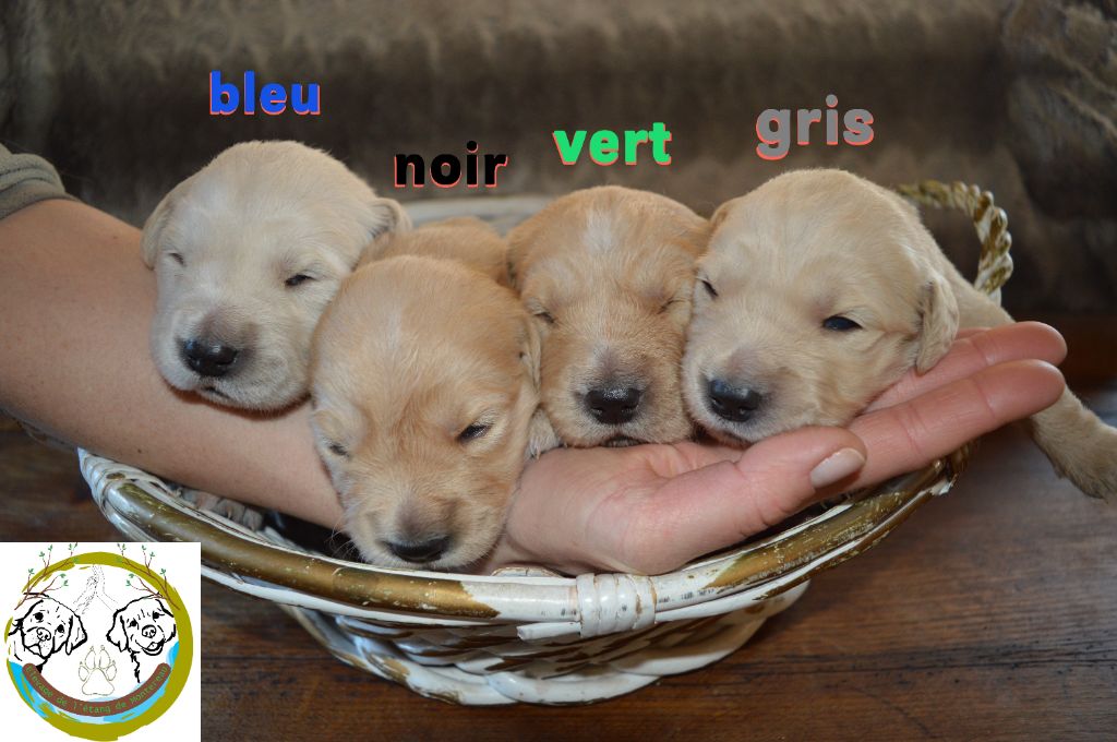 De L'Etang De Montereau - Chiots disponibles - Golden Retriever